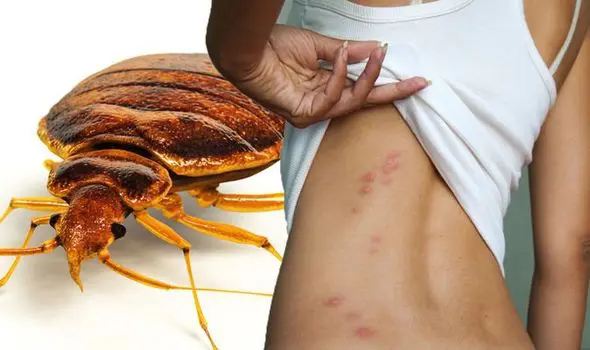 Bed bugs treatment